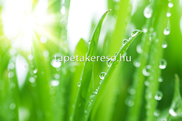 Thumb xxl wallpaper 2