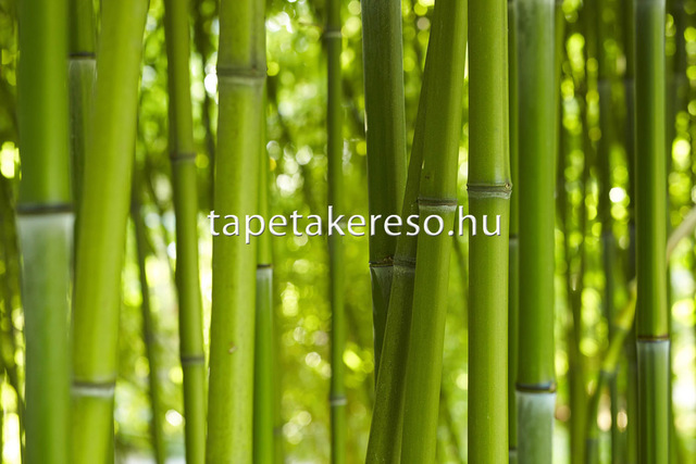 Thumb xxl wallpaper 2