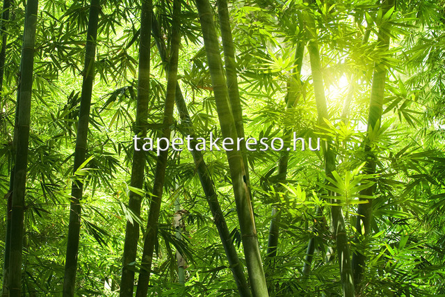 Thumb xxl wallpaper 2