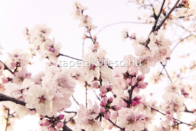 Thumb xxl wallpaper 2