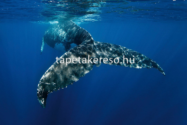 Thumb xxl wallpaper 2