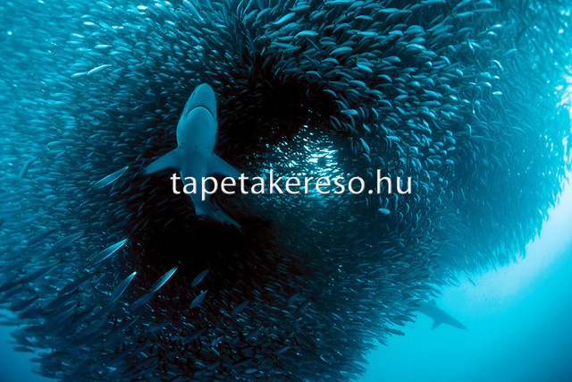 Thumb xxl wallpaper 2