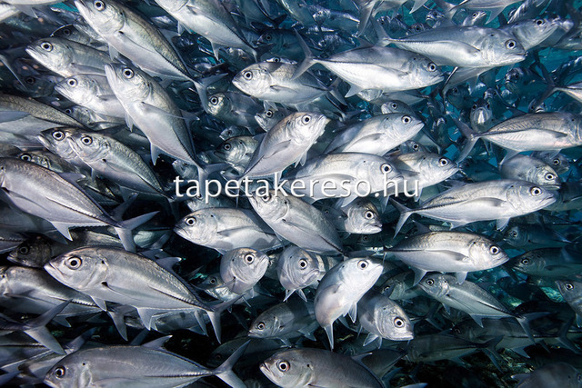 Thumb xxl wallpaper 2